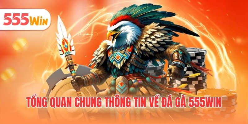 Tổng quan chung thông tin về đá gà 555WIN